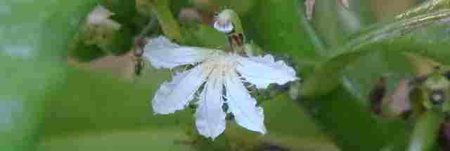 rudraksha flower